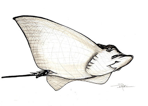 "Cownose Ray"